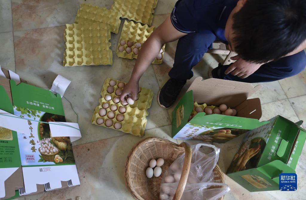 官版富狗棋牌